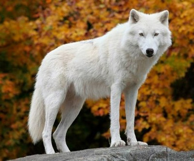 white wolf animal sticker 5