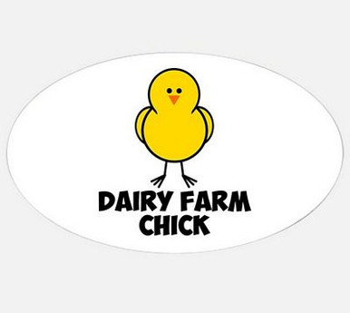 dairy farm chick oval sticker