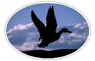 Oval Duck Decal 02