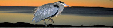 Bird Graphics