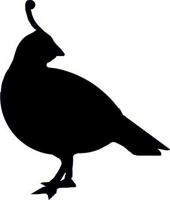 quail