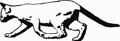 Cat Decals 16