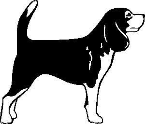 beagle