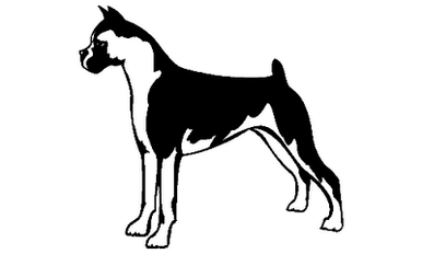 Boxer 063