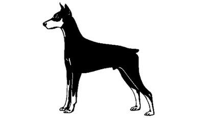 Doberman 037