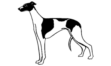 Greyhound 030