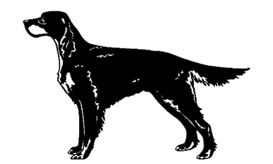 Irish Setter 052