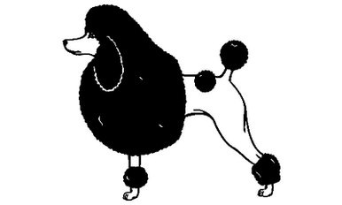 Poodle 062