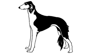 Saluki 061