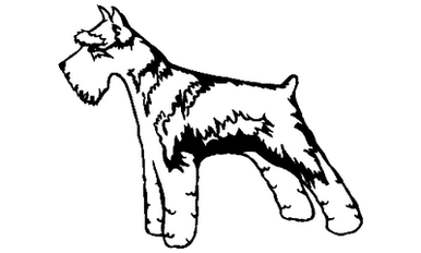 Schnauzer 54