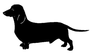 Smooth Dachshund 041