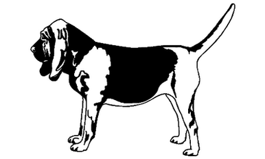 St Hubert Blood Hound 044