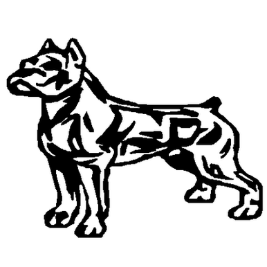 Pittbull Standing