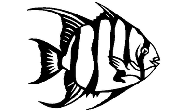Angelfish 003