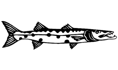 Barracuda 074
