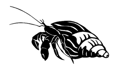 Hermit crab 014