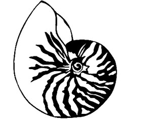 Nautilus 071