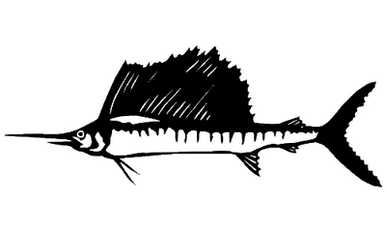 Sailfish 072