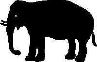 elephant 1