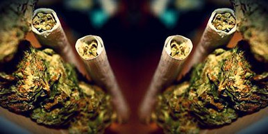 colorado weed elite daily sticker