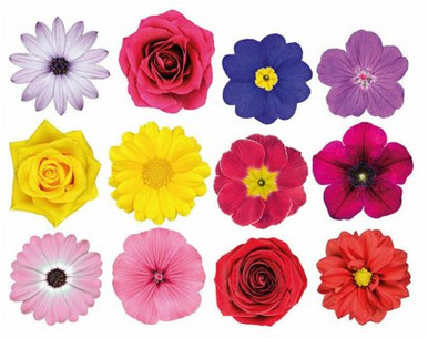 Flower Stickers 24
