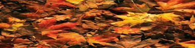 Grass and Leaves Rear Window Graphic
