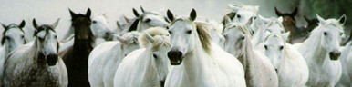 Horse Rear Window Graphic