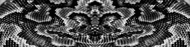 Snakeskin Rear Window Graphic B&W