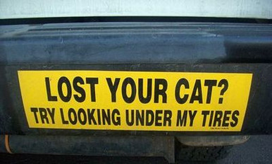 lost cat Funniest Crazy Cool Funny Bumper Sticker
