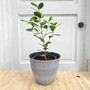 Ficus Moclame