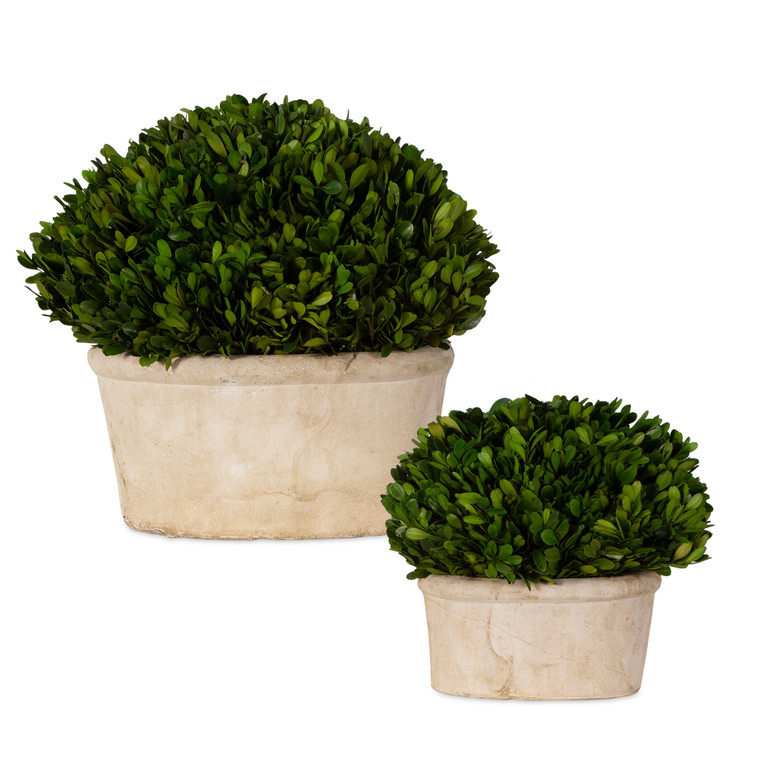 Preserved Boxwood Oval Domes, Set of 2