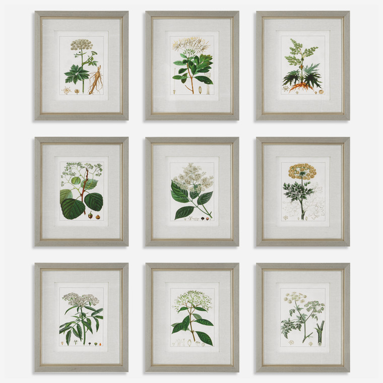 Antique Botanicals Framed Prints, S/9
