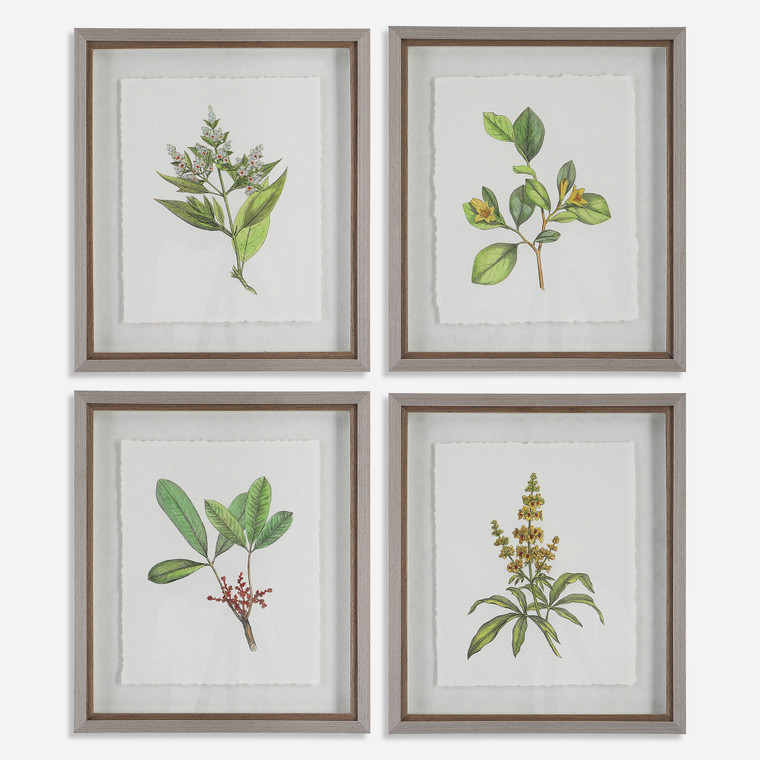 Wildflower Study Framed Prints, Set of 4