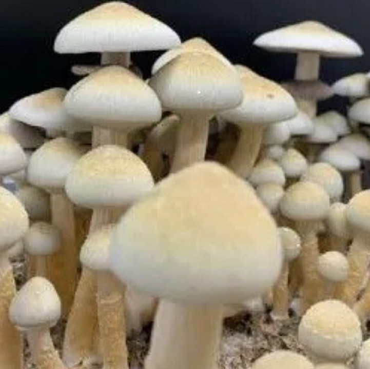 How To Store Mushroom Spore Syringes How To Store Mushroom Spore Syringes