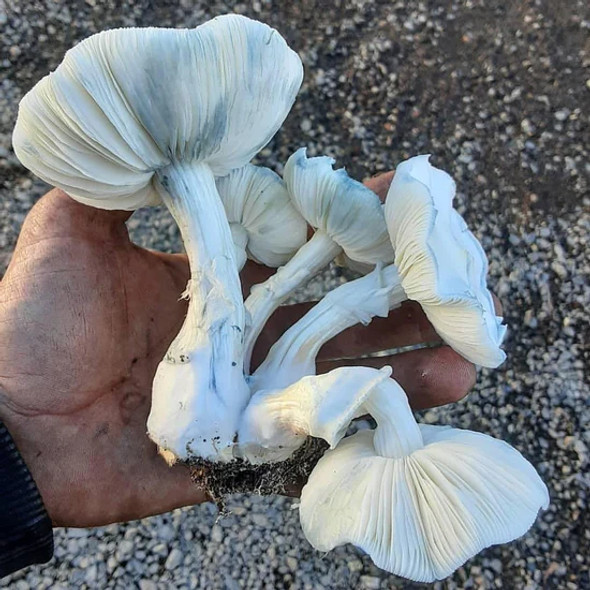 C2C Mycology Albino Louisiana Liquid Culture Syringe (P. Cubensis) C2C Mycology Albino Louisiana Liquid Culture Syringe (P. Cubensis)