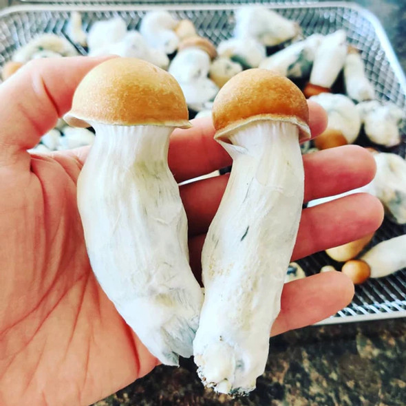 C2C Mycology Trinity Liquid Culture Syringe (P. Cubensis) C2C Mycology Trinity Liquid Culture Syringe (P. Cubensis)