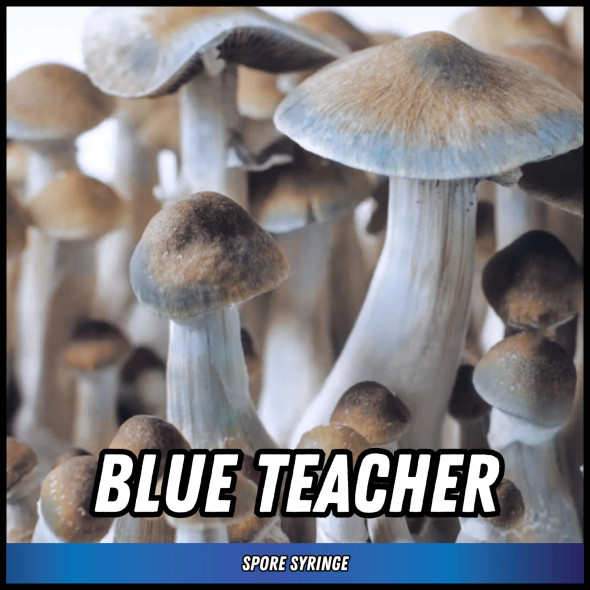 Eden Shrooms Blue Teacher Spore Syringe (P. Cubensis) Eden Shrooms Blue Teacher Spore Syringe (P. Cubensis)