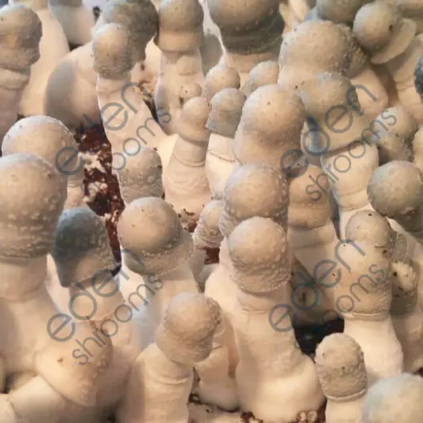 Eden Shrooms Albino Penis Envy Spore Syringe (P. Cubensis)