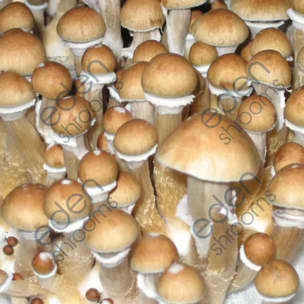 Eden Shrooms PES Hawaiian Spore Syringe (P. Cubensis)