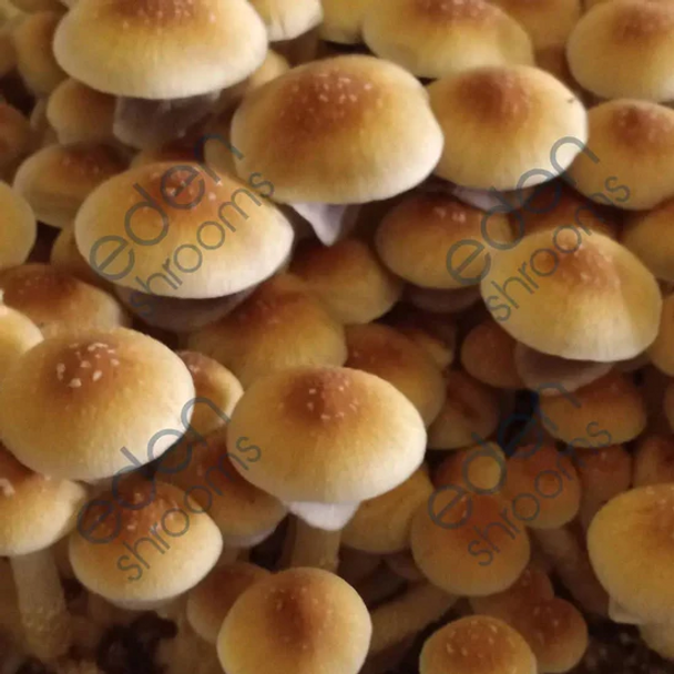 Eden Shrooms Z-Strain Spore Syringe (P. Cubensis)