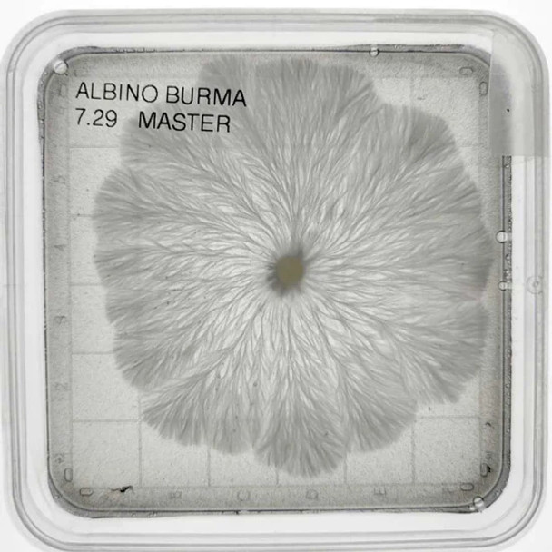 C2C Mycology Albino Burma Liquid Culture Syringe (P. Cubensis) C2C Mycology Albino Burma Liquid Culture Syringe (P. Cubensis)