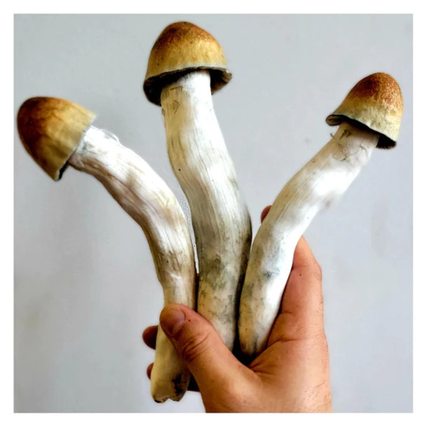 C2C Mycology Penis Envy 7 Liquid Culture Syringe (P. Cubensis) C2C Mycology Penis Envy 7 Liquid Culture Syringe (P. Cubensis)