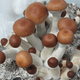 MYCOMATIC® Jeshroom Christ Super Strain Spore Syringe (P. Cubensis)
