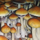 Eden Shrooms Jedi Mind F*ck Spore Syringe (P. Cubensis)