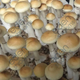 Eden Shrooms Colombian Rust Spore Syringe (P. Cubensis)