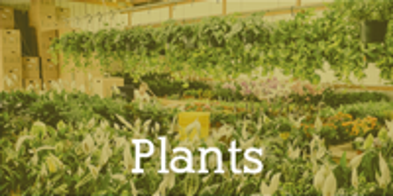 How A Florist Who Buys From A Trusted Wholesaler Will Add Value And Give You Peace Of Mind