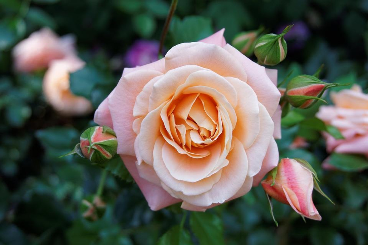 How to Prune Roses