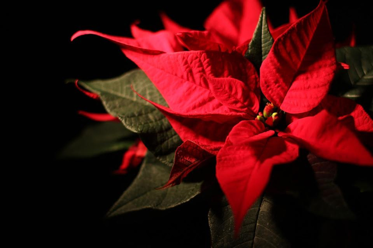 The Poinsettia: The Ultimate Christmas Flower