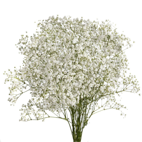 Baby Flowerページ Baby'sBreath Excelence misty