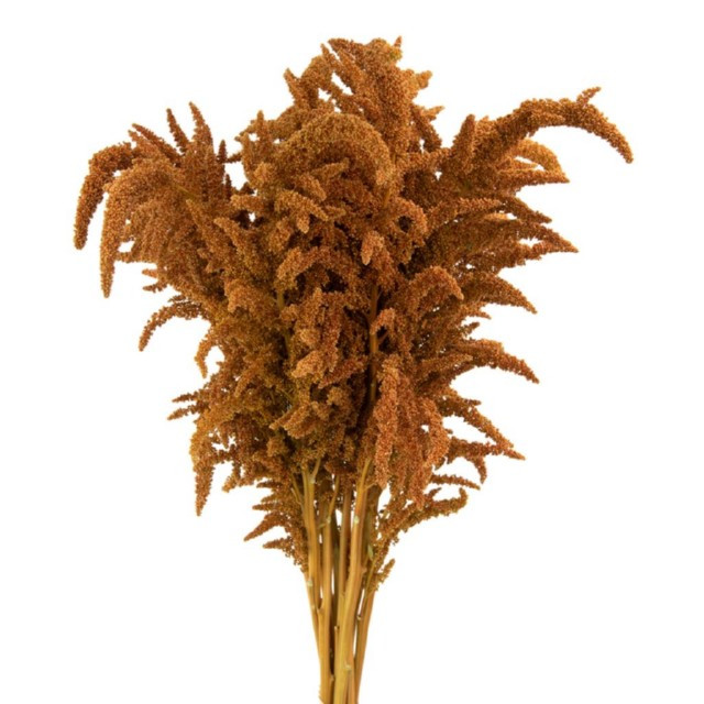Amaranthus Hot Biscuit Upright fresca SWFlorist